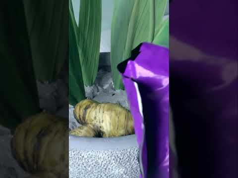 Видео: Формируем композицию из ирисов. We form a composition of irises.