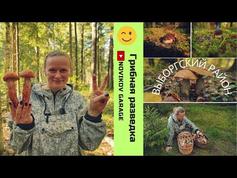 Видео: Грибная разведка 19 сентября 2024. Выборгский район.
