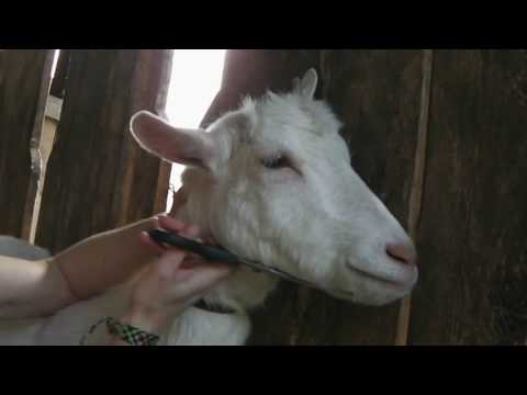 Видео: Козы. Салон красоты.