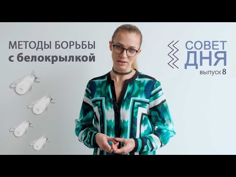 Видео: Белокрылка | Совет Дня выпуск 8 | Насекомое Вредитель | Методы борьбы с белокрылкой