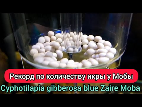 Видео: НЕРЕСТ Cyphotilapia gibberosa blue Zaire Moba САМКА БЬЁТ РЕКОРДЫ ПО КОЛИЧЕСТВУ ИКРЫ.😅