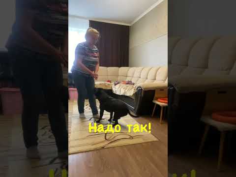 Видео: Лео стаффи #стаффордширскийбультерьер #собака #стаффбуль #стаффи #комне