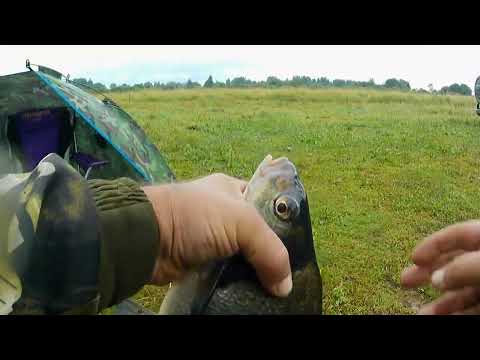 Видео: Река Шелонь  Первый раз на этом месте