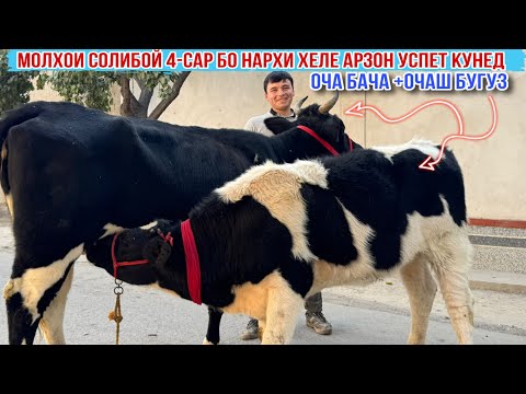 Видео: МОЛХОИ СОЛИБОЙ 4-САР УСПЕТ КУНЕД НАРХ ХЕЛЕ АРЗОН 21 октября 2025 г.