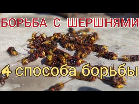 Видео: 4 СПОСОБА БОРЬБЫ С ШЕРШНЯМИ. Как избавится от шершней? АРТУРА&ПАСЕКА.