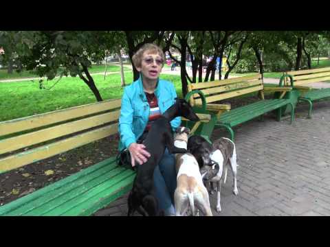 Видео: СОБАКИ ПОРОДЫ УИППЕТ / WHIPPET