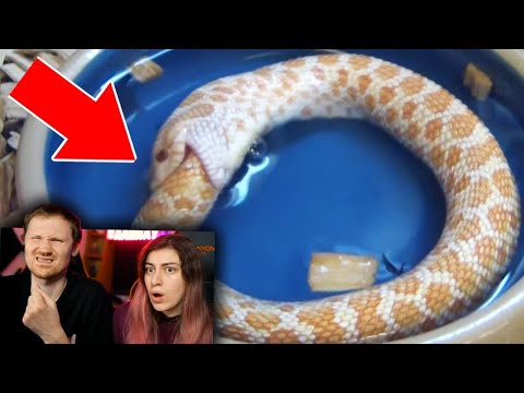 Видео: 5 Животных, которые будто живут после смерти | РЕАКЦИЯ на Top Five