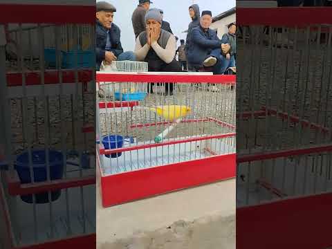 Видео: Самарканд куш бозори