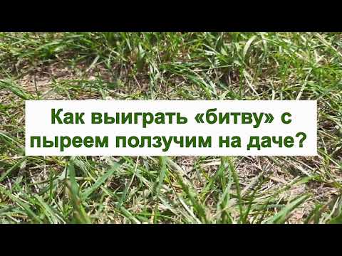 Видео: ПЫРЕЙ ПОЛЗУЧИЙ - как избавиться от него на огороде и газоне. БОРЬБА С СОРНЯКАМИ на даче.