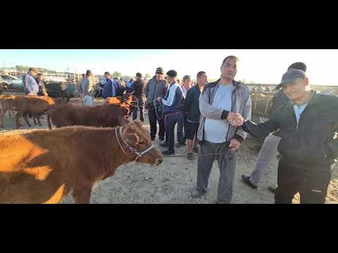 Видео: АБАЙ_ЭМКАДУС МАЛ БАЗОР НАРХЛАР  