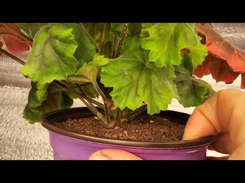 Видео: #847. Выращивание пеларгонии ЛИс Фортуна в домашних условиях.