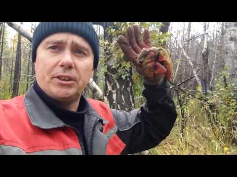 Видео: готовим дрова серия √ 4 .#штиль #дрова #лес