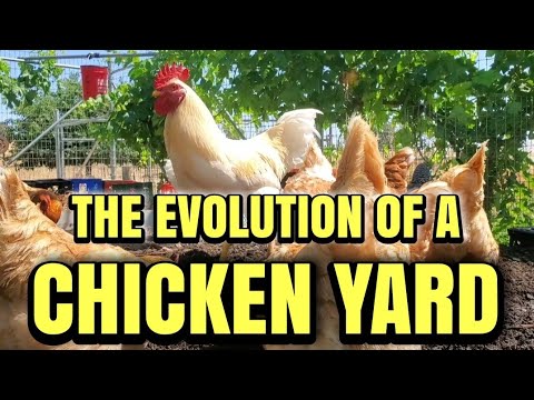Видео: ВНУТРИ курятника, занимающегося компостированием: чему я научился за два года!