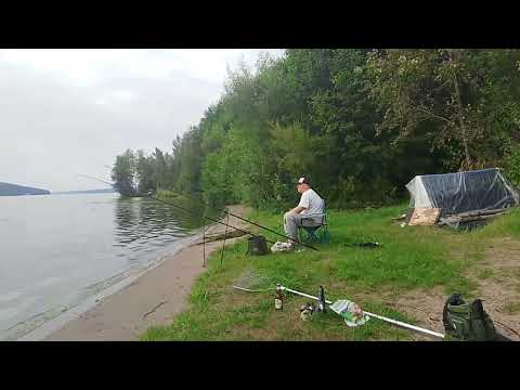 Видео: Прикормка Дунаев