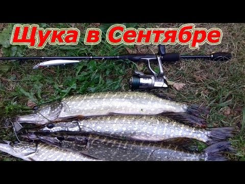Видео: ловля щуки в сентябре
