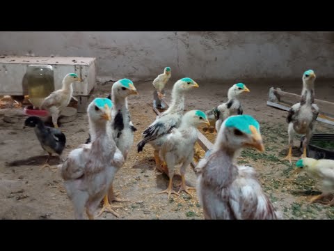 Видео: ЧУМА КАСАЛИГИДА ФарходТВ в прямом эфире