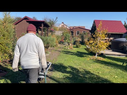 Видео: Дачний блог: сосни стають суперзірками нівакі