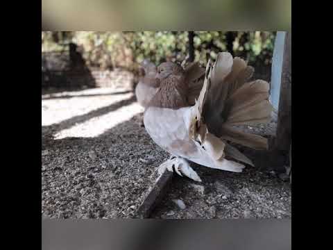 Видео: Голуби Индийские Павлины