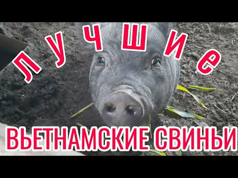 Видео: ЖИЗНЬ В ДЕРЕВНЕ/НИКОГО НЕ СЛУШАЙТЕ ЛУЧШИЕ СВИНЬИ ЭТО ВЬЕТНАМСКИЕ...