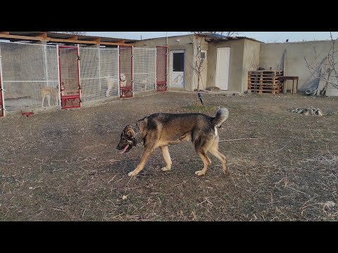 Видео: Кавказский волкодав Буги-мен / Питомник Грузинских горных собак 🇬🇪 Волкодавы Грузии 🇬🇪