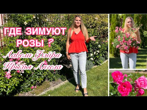 Видео: Как зимуют, нужна ли обрезка? 🌹Розы ЛАВЕЛИ ФЭЙРИ и КРЫЛЬЯ АНГЕЛА в горшках