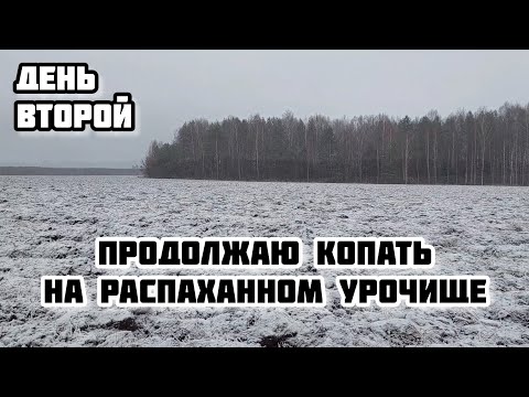 Видео: Продолжаю копать с TX 850 на распаханном урочище. День второй