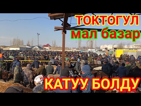 Видео: ТОКТОГУЛ МАЛ БАЗАР КАТУУ БОЛДУУ