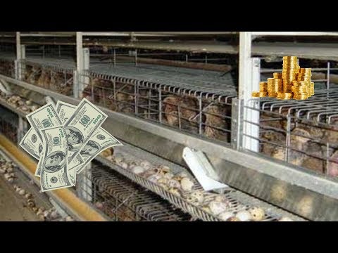 Видео: ДОХОДЫ ПЕРЕПЕЛИНОЙ ФЕРМЫ. СКОЛЬКО ЗАРАБАТЫВАЕТ.