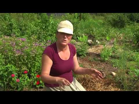 Видео: Как привлечь полезных насекомых