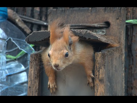 Видео: Белки. Мои фото. Октябрь 2025 / Squirrels. My photos. October 2025