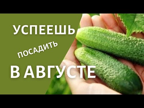 Видео: Эти огурцы можно точно высаживать в августе. Урожай гарантирован!