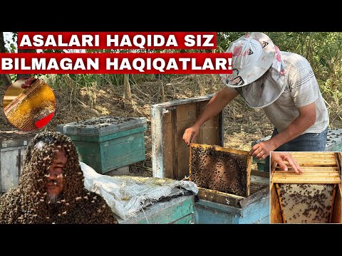 Видео: Уй Шароитида Асалари Бокиш Сири Буни Курмасдан Асалари Бокманг! #2025 #асаларичилик