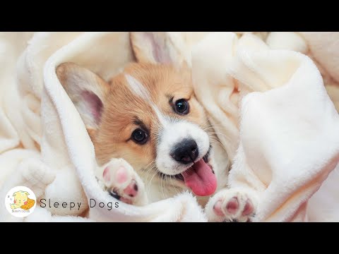 Видео: [Без рекламы] Хороших выходных! 🐶🌱 Музыка для тревоги разлуки с собакой + звуки природы