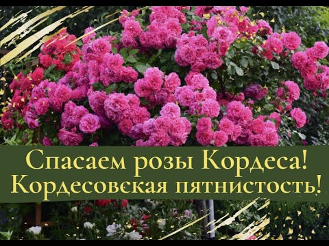 Видео: Спасаем розы Кордеса! Кордесовская пятнистость!