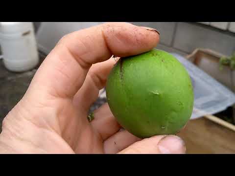 Видео: Маракуйя или пассифлора инкарнатная.Сбор урожая.