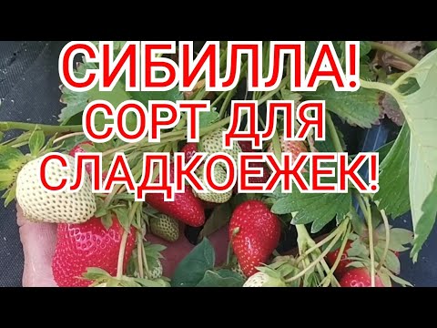 Видео: /Клубника, суперсладкий сорт, СИБИЛЛА! /Теплый, КАВКАЗ!