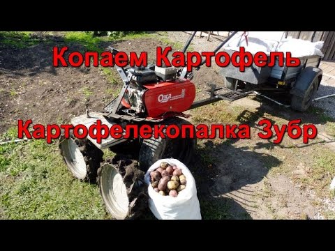 Видео: Копаем картофель - Мотоблок Ока , веерной картофелекопалкой  Зубр.