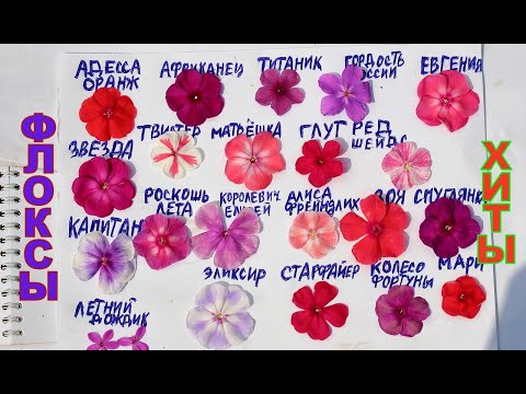 Видео: Флоксы хиты