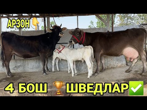 Видео: ТОЗЗА ГЕРМАНИСКИ САВАЙИСКИ ШВЕД СИГИРЛАР БУГОЗЛАР СОТИЛАДИ SOTILADIGON SHIVED SIGIRLSR 2 ноября 2025