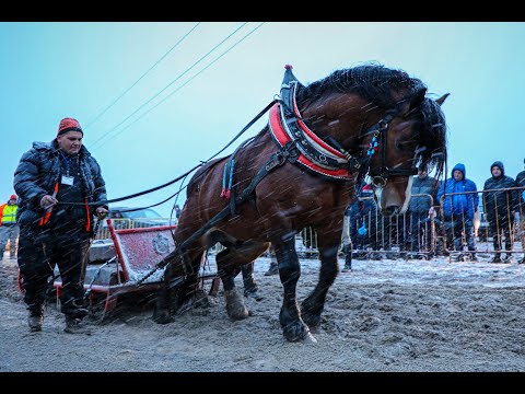Видео: Тодоровден–Дивотино 2021 ! Надбягване и Надтегляне Todorovden - Divotino 2021! Racing and Overtaking