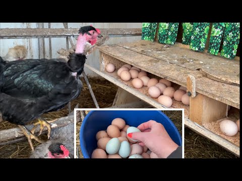 Видео: Условия содержания кур несушек при котором куры несутся даже зимой