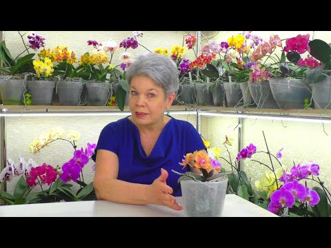 Видео: Одна чайная ложка древесной золы для цветения орхидеи. 😊 Но, сделайте это правильно...