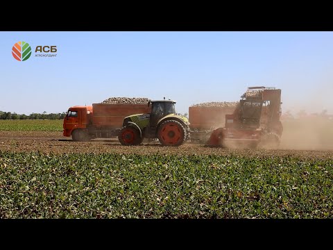 Видео: Копка сахарной свёклы/ Уборка льна очесывающими жатками/ Окончание уборки / Отраслевое мероприятие