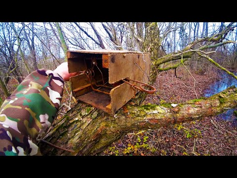 Видео: ОХОТА НА КУНИЦУ КАПКАНАМИ/ПОМЁТ НА КАЖДОМ ДЕРЕВЕ/УСТАНОВКА КАПКАНОВ/ЧАСТЬ 2