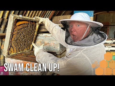 Видео: Человек, занимающийся разведением кустовых пчёл, обнаружил неожиданные рои в фермерских сараях