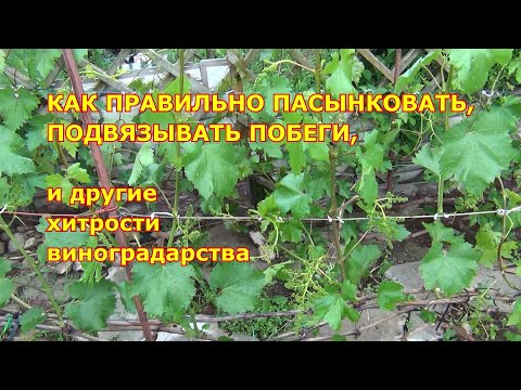 Видео: Как правильно пасынковать, подвязывать побеги, и другие хитрости виноградарства