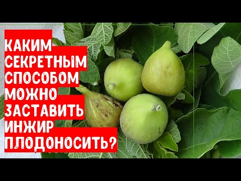 Видео: Каким секретным способом можно заставить плодоносить инжир?