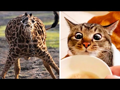 Видео: Фото, которые тебя удивят (часть 120)