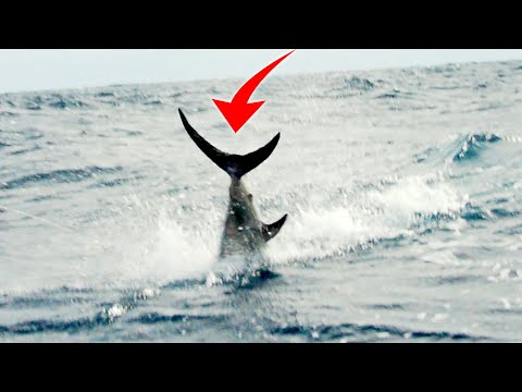 Видео: Самая длинная рыболовная битва с глубоководным монстром