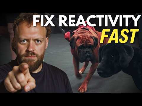 Видео: Основные причины реактивности собак (и как это изменить)